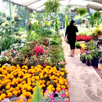 Flor de cempasúchil para honrar a nuestros difuntos de Río Bravo