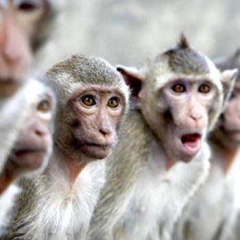 Monos matan a anciano con ladrillos