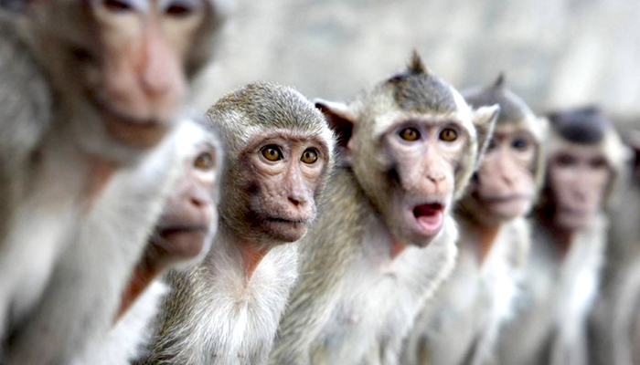 Monos matan a anciano con ladrillos