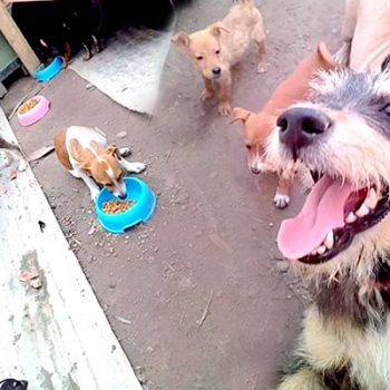 Realizarán “Donaton para perros” de Río Bravo