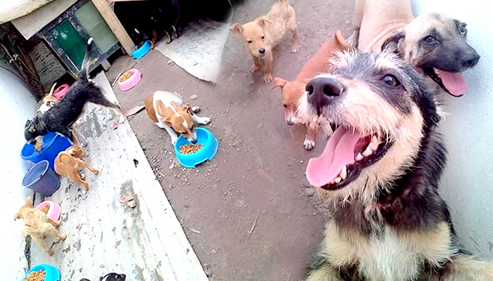 Realizarán “Donaton para perros” de Río Bravo
