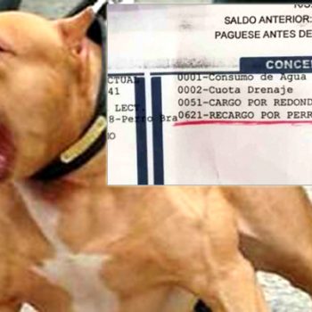 Mujer que sacó a su pitbull para que no le cobrarán el agua, es multada