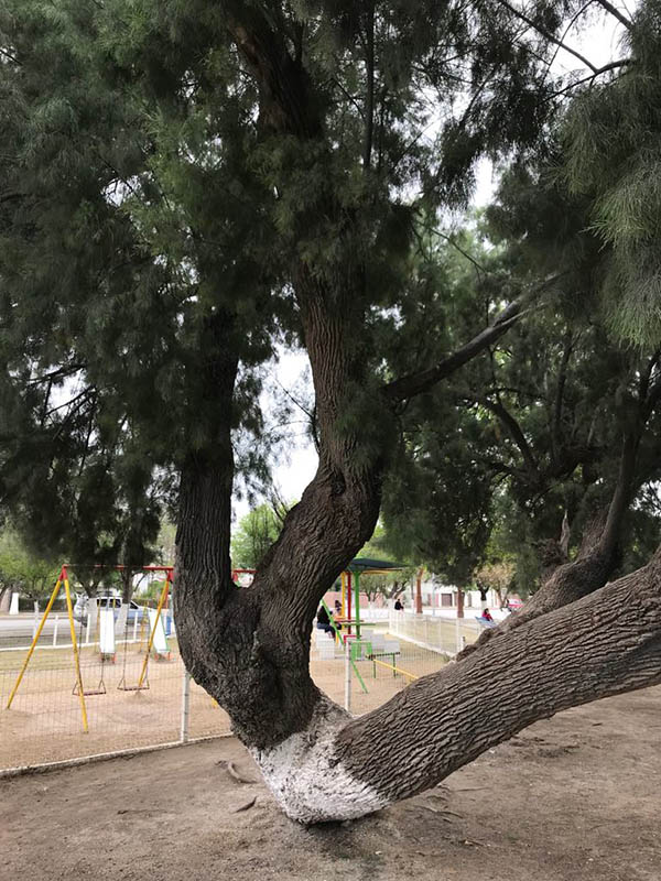 Plaza “Los Enamorados” de Río Bravo, necesita rehabilitación urgente