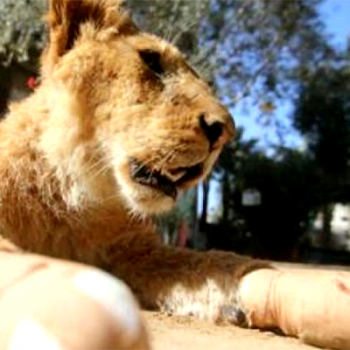 Leona mutilada para que niños jueguen con ella, enfurece a las redes