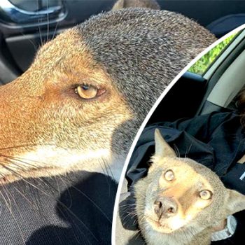 Rescata a coyote herido pensando que era un perro de la calle en Tamaulipas
