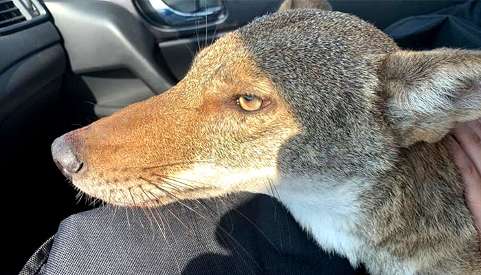 Rescata a coyote herido pensando que era un perro de la calle en Tamaulipas