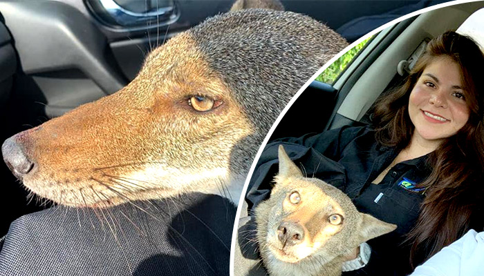 Rescata a coyote herido pensando que era un perro de la calle en Tamaulipas