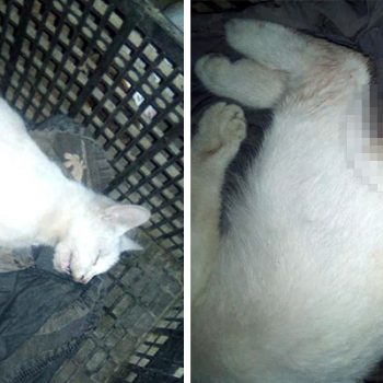 Violación sexual contra una gatita, alarma a los riobravanses