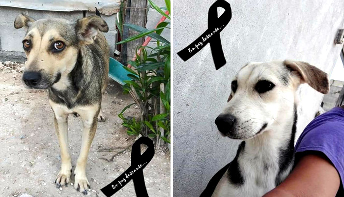 Perritas fallecidas por envenenamiento