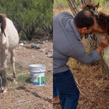 Llegó la ayuda para el caballo agonizante de Río Bravo