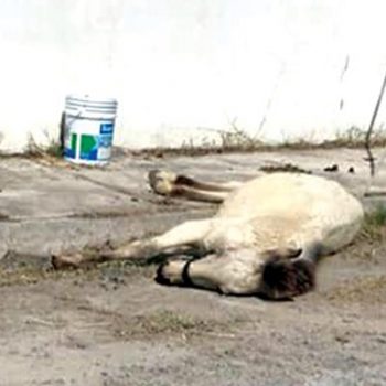 Crueldad animal en Río Bravo; caballo agoniza en vía pública