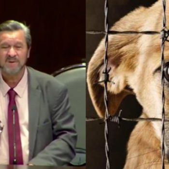 Aprueban hasta dos años de prisión por maltrato a un animal