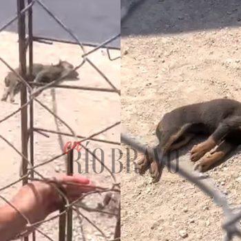Perrito muere deshidratado a la luz del Sol, en colonia Azteca
