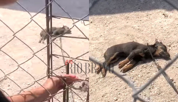 Perrito muere deshidratado a la luz del Sol, en colonia Azteca