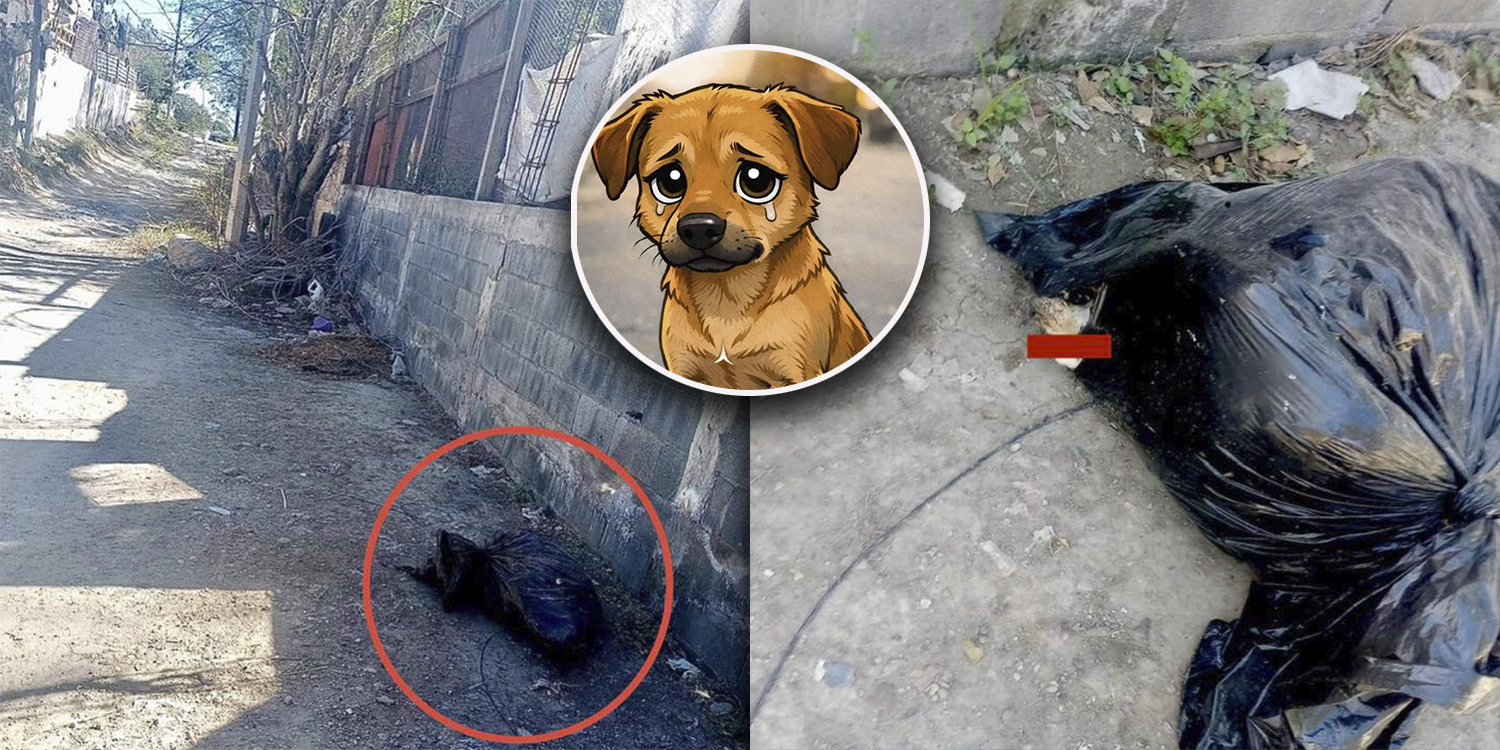Abandono de perrito en bolsa de basura, indigna a riobravenses