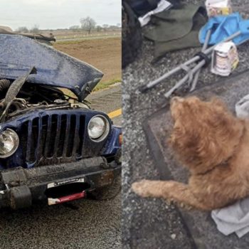 Hombre y perrito sufren volcadura en la autopista Matamoros-Reynosa