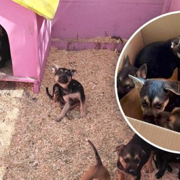 Tres generaciones unidas por el amor a los animales en Río Bravo