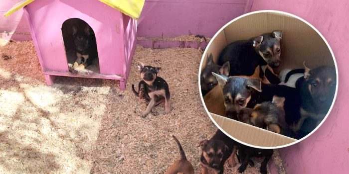 Tres generaciones unidas por el amor a los animales en Río Bravo