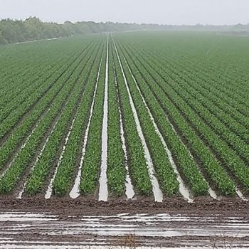Lluvia, bendiciones para el campo en Río Bravo