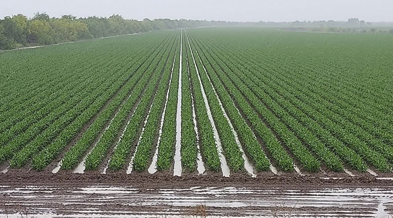 Lluvia, bendiciones para el campo en Río Bravo