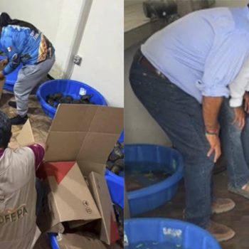 rescatan-350-tortugas-victimas-de-trafico-ilegal-en-matamoros