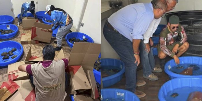 rescatan-350-tortugas-victimas-de-trafico-ilegal-en-matamoros